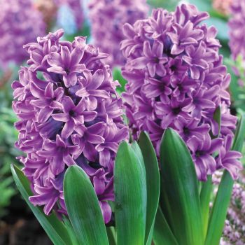 Zumbul - Hyacinths Miss Saigon - pakovanje 5 lukovica