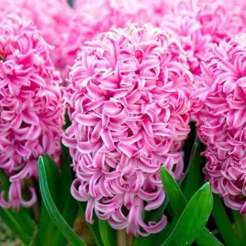 Zumbul - Hyacinths Pink pearl - pakovanje 5 lukovica