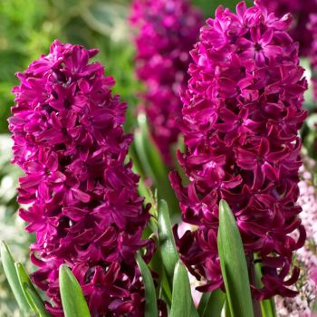 Zumbul - Hyacinths Woodstock - pakovanje 5 lukovica