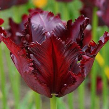 Lala parrot - Tulipa Black parrot - pakovanje 8 lukovica