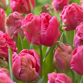 Lala parrot - Tulipa Marvel parrot - pakovanje 5 lukovica