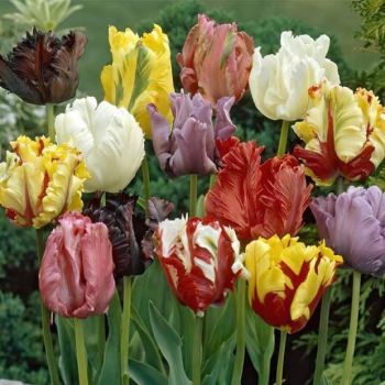 Lala parrot - Tulipa parrot mix - pakovanje 8 lukovica