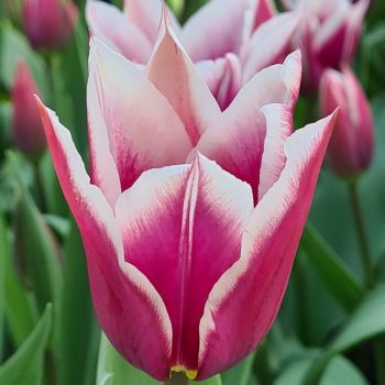 Lala ljiljan - Tulipa Claudia - pakovanje 8 lukovica