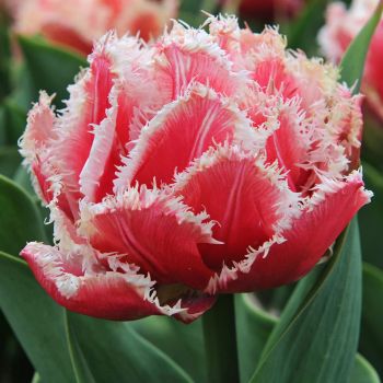 Lala reckava dupla - Tulipa Queensland - pakovanje 5 lukovica