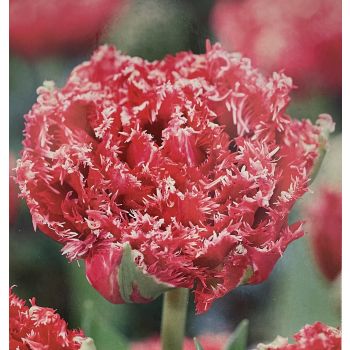 Lala reckava dupla - Tulipa Qatar - pakovanje 7 lukovica