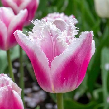 Lala reckava - Tulipa Siesta - pakovanje 8 lukovica