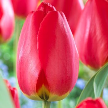 Lala darwin - Tulipa Fostery King - pakovanje 8 lukovica