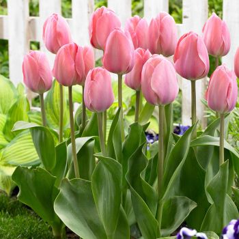 Lala darwin - Tulipa Mystic van Eijk - pakovanje 8 lukovica