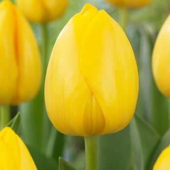 Lala darwin - Tulipa Novi sun - pakovanje 8 lukovica