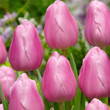 Lala ranocvetna - Tulipa Aafke - pakovanje 8 lukovica