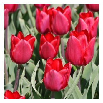 Lala ranocvetna - Tulipa Merry Christmas - pakovanje 8 lukovica