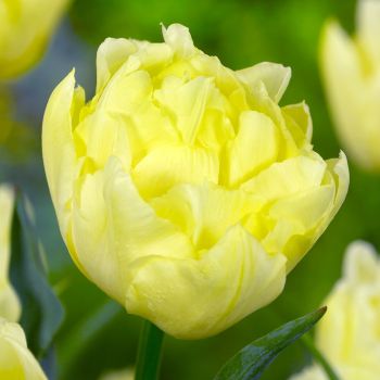 Lala ranocvetna dupla - Tulipa Verona - pakovanje 8 lukovica