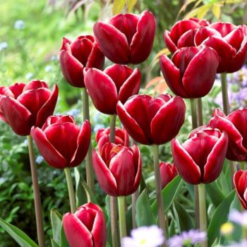 Lala triumf - Tulipa Armani - pakovanje 8 lukovica