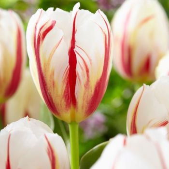 Lala triumf - Tulipa Carnaval de Rio - pakovanje 7 lukovica