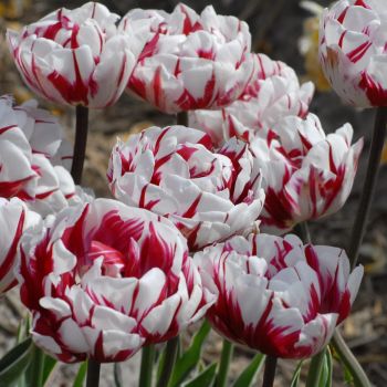 Lala kasnocvetna dupla - Tulipa Carnaval de Nice - pakovanje 7 lukovica