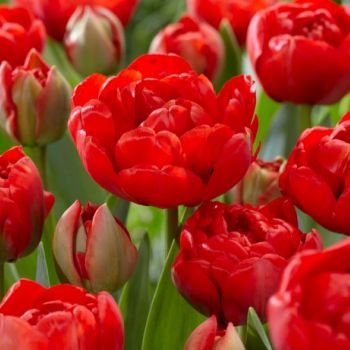 Lala kasnocvetna dupla - Tulipa Miranda - pakovanje 8 lukovica