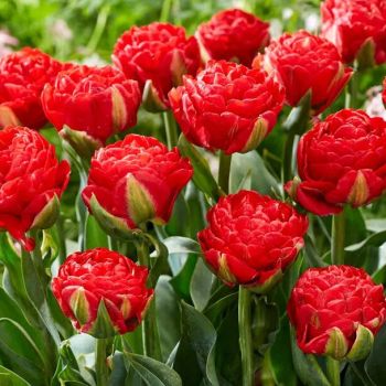 Lala kasnocvetna dupla - Tulipa Pamplona - pakovanje 7 lukovica