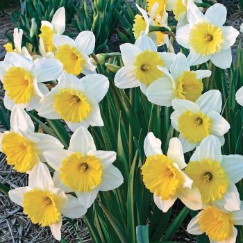 Narcis - Daffodils Ice Follies - pakovanje 5 lukovica