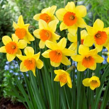 Narcis - Daffodils Loveday - pakovanje 5 lukovica