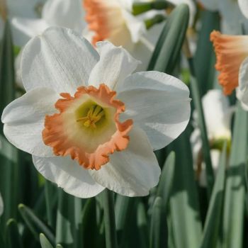 Narcis - Daffodils Pink charm - pakovanje 5 lukovica