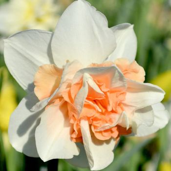 Narcis dupli - Daffodils Replete - pakovanje 5 lukovica