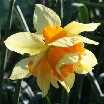 Narcis dupli - Daffodils Texas - pakovanje 5 lukovica