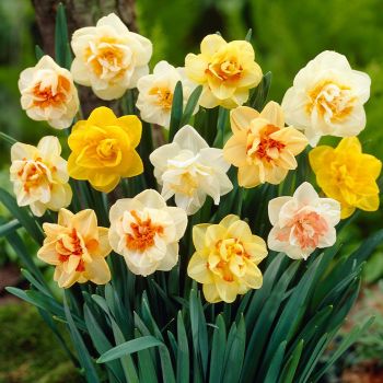 Narcis dupli - Daffodils double mixed - pakovanje 5 lukovica