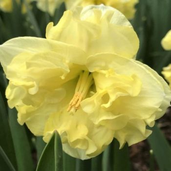 Narcis leptir - Daffodils Sunny side up - pakovanje 3 lukovica