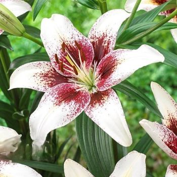 Ljiljan azijski - Tribal kiss - pakovanje 3 lukovica