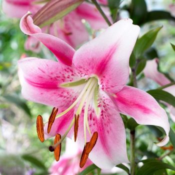 Ljiljan orijentalni - Anastasia - pakovanje 1 lukovica