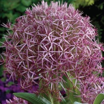 Ukrasni luk - Allium albopilosum - pakovanje 5 lukovica