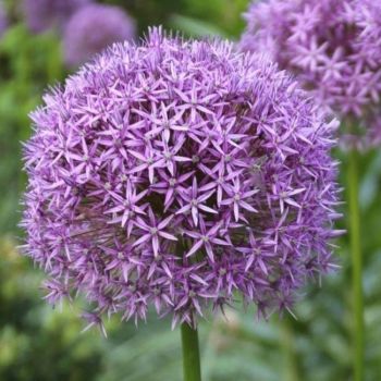 Ukrasni luk - Allium gladiator - pakovanje 1 lukovica