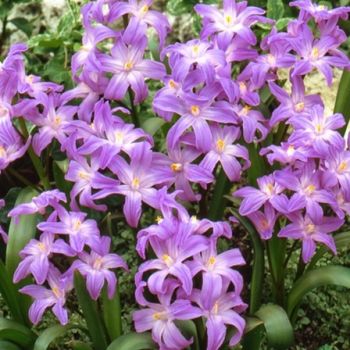 Snežna lepota - Chionodoxa Violet beauty - pakovanje 25 lukovica
