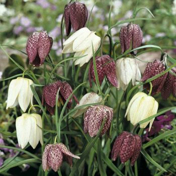 Kockavica - Fritillaria meleagris mixed - pakovanje 15 lukovica