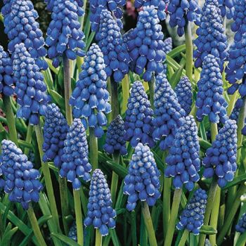 Presličica - Muscari armeniacum - pakovanje 25 lukovica