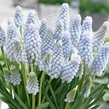 Presličica - Muscari Baby's breath - pakovanje 10 lukovica