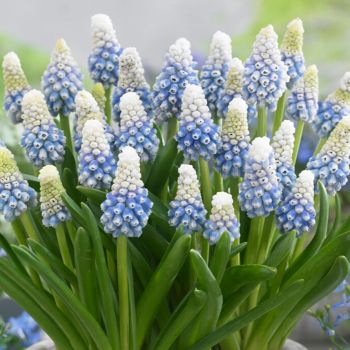 Presličica - Muscari Mountain lady - pakovanje 10 lukovica