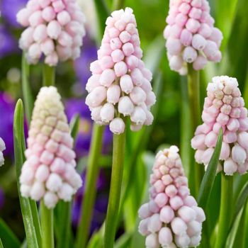 Presličica - Muscari Pink sunrise - pakovanje 5 lukovica