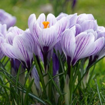 Krokus krupnocvetni - Crocus Pickwick - pakovanje 7 lukovica