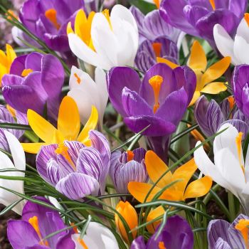 Krokus krupnocvetni - Crocus vernus mix - pakovanje 7 lukovica