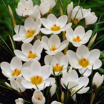 Krokus - Crocus ard Schenk - pakovanje 10 lukovica