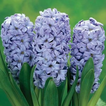 Zumbul - Hyacinths Delft blue - pakovanje 3 lukovica