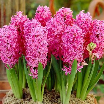 Zumbul - Hyacinths Lady Derby - pakovanje 3 lukovica