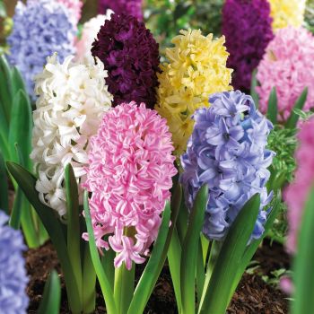 Zumbul - Hyacinths mix - pakovanje 3 lukovica