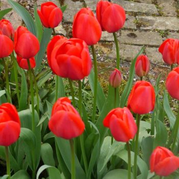 Lala - Tulipa Apeldoorn - pakovanje 5 lukovica