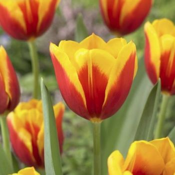 Lala - Tulipa Kees Nelis - pakovanje 5 lukovica