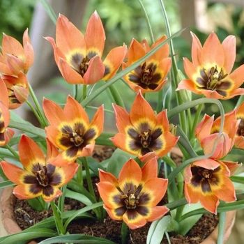 Lala - Tulipa Little princess - pakovanje 7 lukovica