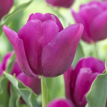 Lala - Tulipa Passionale - pakovanje 5 lukovica