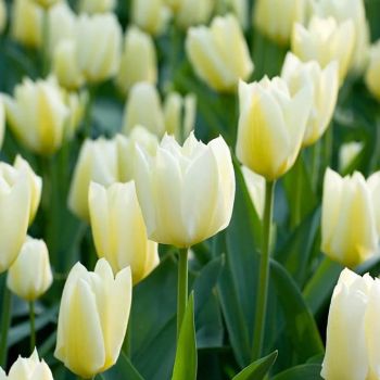 Lala - Tulipa Purissima - pakovanje 5 lukovica