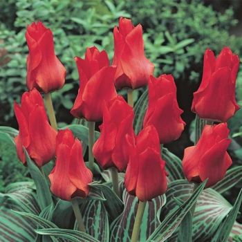 Lala - Tulipa Red riding hood - pakovanje 5 lukovica